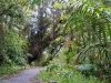 El Yunque