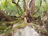 Levada Caldeirao Verde