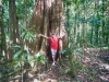 Regenwald auf Dominica