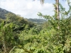 Regenwald auf Dominica